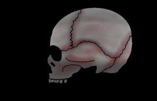 human organ (Skull) 1