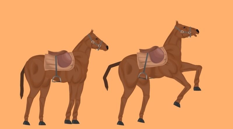 Horse (The Tm World)