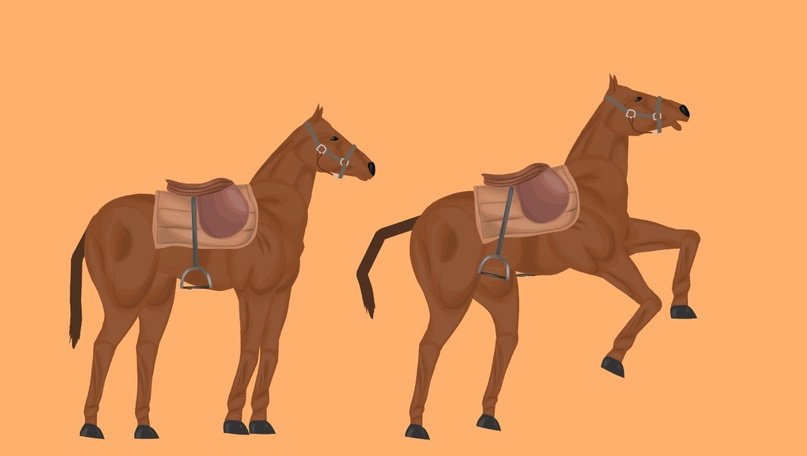 Horse (The Tm World)